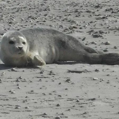 Appartement Dietrichs Wentzelhof *